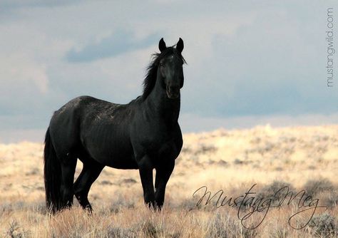 Black Mustang Stallion Mustang Horse Wallpaper, Black Mustang Horse, Horse Spirit, Wild Horses Mustangs, Black Mustang, Gorgeous Horses, Horse Pics, Horse Inspiration, Mustang Horse