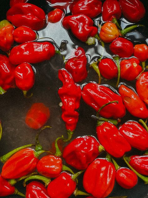 Red pepper in water Bonnet Drawing, Congolese Food, Healing Gut, Godzilla Monsters, Scotch Bonnet Pepper, All Godzilla Monsters, Scotch Bonnet, Cheat Day, Cooking Recipe