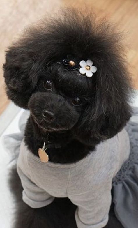 Black Toy Poodle Haircut Styles, Black Toy Poodle, Toy Poodle Haircut, Poodle Haircut Styles, Poodle Haircut, Mini Poodle, Poodle Cuts, Creative Grooming, Cute Small Dogs