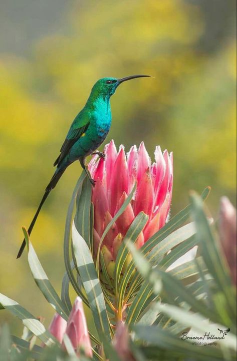 South African Animals, South African Flowers, South African Birds, African Plants, Protea Flower, Australian Flora, African Flowers, Australian Birds, Flowering Plants