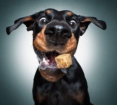 Doberman Pinscher Funny, Doberman Breed, Doberman Funny, Animal Photography Dogs, Funny Animal Photos, Doberman Pinscher, Black Dog, Service Dogs, Animal Photo