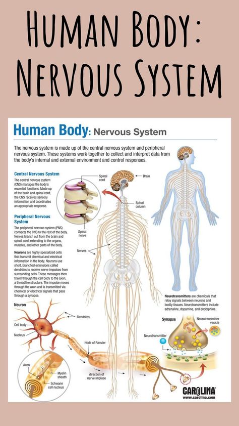 Take a look at this infographic on the nervous system. It explains the differences between the central and peripheral nervous systems and introduces the structure of neurons with accompanying biochemistry. #humanbody #nervoussystem #peripheral #neurons #biochemistry #nursing #doctor #infographic #bodysystems #science #research Nervous System Worksheet, Nervous System Anatomy, Human Nervous System, Peripheral Nervous System, Basic Anatomy And Physiology, Nurse Study Notes, Nursing Student Tips, Medical Student Study, Nursing School Survival