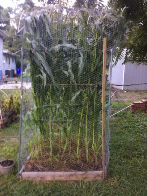 BLOG: How to Grow Corn the Square Foot Gardening Way | Glen Burnie, MD Patch Grow Corn, Plantarea Legumelor, Solar Greenhouse, Growing Corn, Plants Growing, Garden Veggies, Square Foot Gardening, Food Garden, Fruit Garden