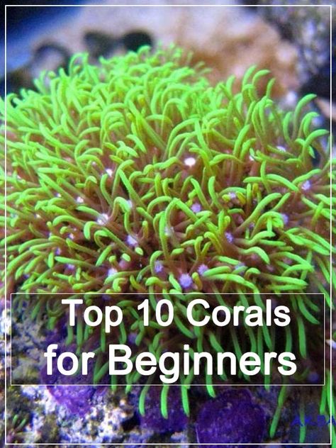 Live Coral Aquarium, Salt Water Reef Aquarium, Coral Tank Aquarium, Marine Fish Tank Ideas, Salt Water Fish Tank Ideas, Saltwater Fish Tank Ideas, Salt Water Aquarium Ideas, Aquascape Saltwater, Small Saltwater Tank