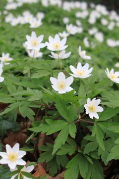 Anemone Sylvestris, Anemone Blanda, Artemesia Silver Mound, Anemone Canadensis, Anemone Blanda White Splendour, Wood Anemone, Woodland Plants, Woodland Flowers, Winter Plants