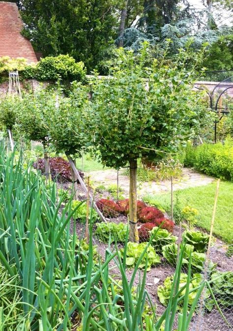 Gooseberries, pruning, cordons & standards - Chris Bowers Plants In Small Spaces, Gooseberry Bush, Espalier Fruit Trees, Food Forest Garden, Orchard Garden, Berry Garden, Fruit Bushes, Manor Garden, Growing Fruit Trees