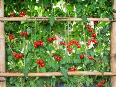 Cherry Tomato Trellis, Tomato Trellis, Grow Tomatoes, Perennial Vegetables, Tomato Cages, Veg Garden, Tomato Garden, Farm Design, Growing Tomatoes