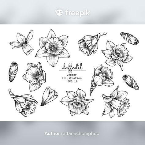 Daffodil Flower Tattoo Design, Hand Drawn Daffodil, Daffodil Jonquil Tattoo, Daffodil Tattoo Design Drawings, Flower Family Tattoos, Daphadil Flower Tattoo, Daffodil Drawing Tattoo Ideas, Jonquil Flower Tattoo, Narcissus Flower Drawing