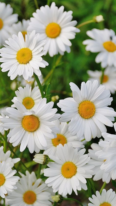 Download Wallpaper 720x1280 Daisies, Flowers, Petals, Grass Samsung Galaxy S3 HD Background Sunflowers And Daisies, Nature Iphone Wallpaper, White Daisies, Organic Gardening Tips, Gardening Advice, New Images, 판타지 아트, Flower Images, Daisy Flower