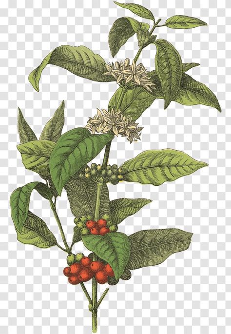 Coffee Tree Illustration, Coffee Field Illustration, Coffee Bean Plant, Coffee Plant Art, Coffee Bean Tree, Cafe Plants, Coffee Graphics, Robusta Coffee, Vine And Branches