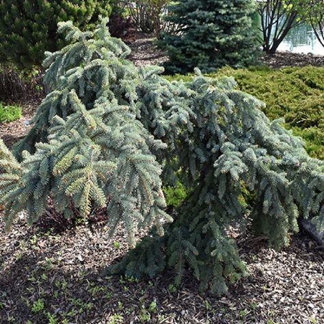 Spruce Blue Weeping 5-6' - Ted Lare - Design & Build Weeping Blue Spruce, Colorado Spruce, Dundas Ontario, Nursery Blue, Colorado Blue Spruce, Picea Pungens, Full Size Photo, Blue Spruce, Evergreen Trees