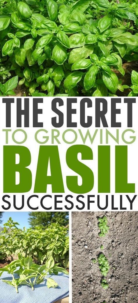 The Secret to Growing Basil Successfully | The Creek Line House Outdoor Herb Garden, Growing Basil, Astuces Diy, Magic Garden, Kew Gardens, Growing Herbs, House Garden, Veggie Garden, Gardening For Beginners