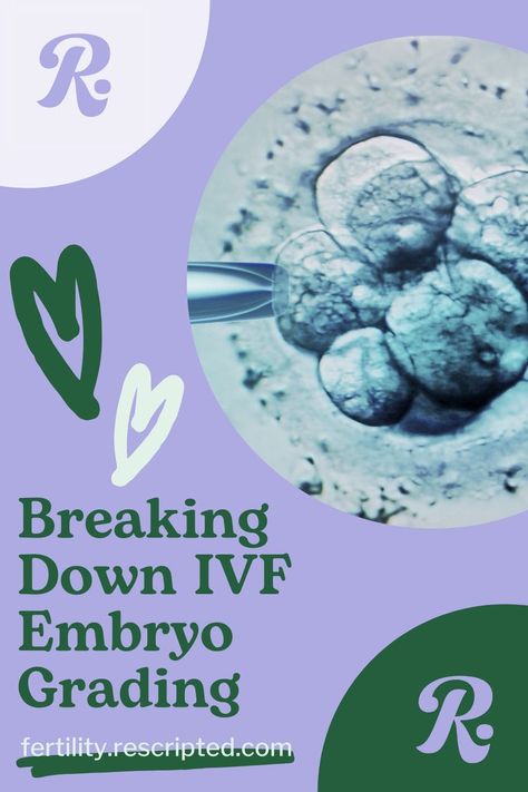 IVF | IVF Support | IVF Tips | Embryology | Science | Women in STEM | Embryologist | Embryo Grading | Embryo Transfer | Embryos | Infertility | Infertility Hope | Trying to Conceive | Trying to Get Pregnant | Fertility Support Ivf Tips, Frozen Embryo Transfer, Fertility Help, Women In Stem, Women Science, Fertility Health, Embryo Transfer, Trying To Get Pregnant, Get Pregnant