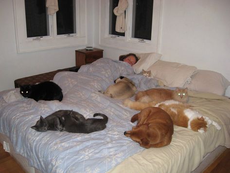 17 Adorable Photos Of Pets Sleeping In Bed With Their Humans Bed Meme, Dog Sleeping In Bed, Dog Sleeping, Sleeping Animals, Wild Creatures, Sleeping In Bed, Cute Funny Dogs, Cat Sleeping, Sleeping Dogs