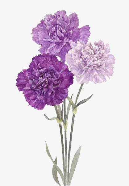 purple flowers,watercolor,cartoon,decorate,hand,autumn,green leaf,purple,flowers,green,leaf,purple clipart,flowers clipart Carnation Tattoo, Purple Carnations, Watercolor Flower Background, Flower Graphic Design, Cartoon Png, Flowers Png, Carnation Flower, Graphic Design Background Templates, Flower Graphic