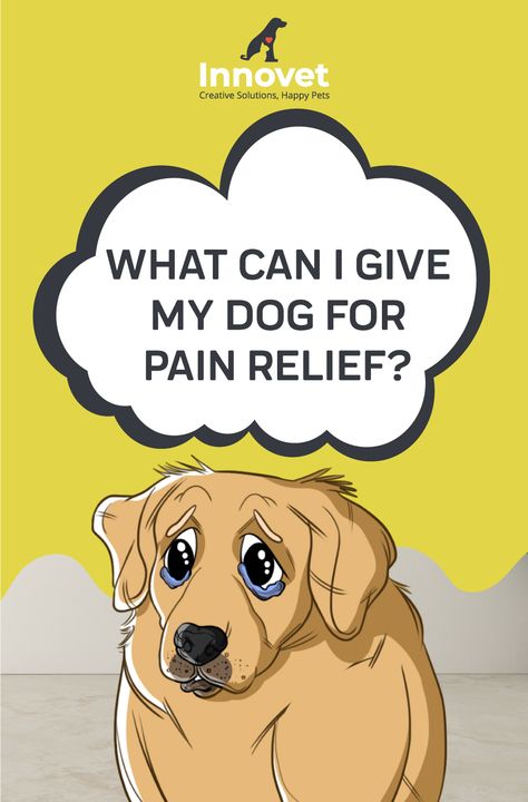 Dog Friendly Medications, Dog Pain Relief Remedies, Human Meds For Dogs, Medicine For Dogs Over The Counter, Medications For Dogs, What Can I Give My Dog For Pain, Over The Counter Meds For Dogs, Dog Medicine Over The Counter, Tylenol For Dogs