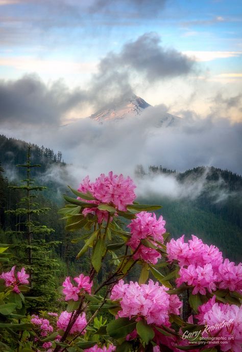 *🇺🇸 Rhododendrons (Mount Hood National Forest, Oregon) by Gary Randall Mount Hood National Forest, Forest Oregon, Mount Hood, Flowers Wallpapers, Beautiful Flowers Wallpapers, Invitation Inspiration, Beautiful Places Nature, The Sunset, National Forest