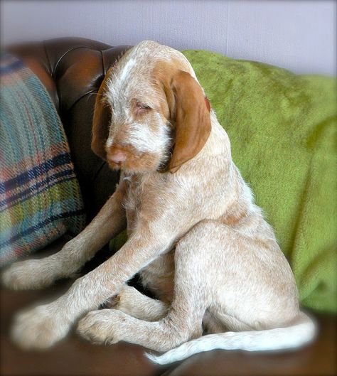 Spinone Italiano / Italian Griffon #Puppy #Dog Italian Spinone Puppy, Italian Spinone Dog, Spinone Italiano Dogs, Spinone Italiano, Italian Spinone, Dog Rules, Baby Puppies, Big Dogs, Dog Life