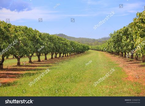 Orchard Fruit Trees, Mango Farm, Farm Fruit, Farm Orchard, Bingo Card Template, Mango Trees, Fruit Bearing Trees, Big Farm, Ambrosia Salad