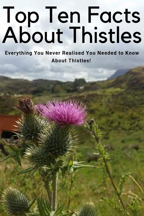 Top Ten Facts About Thistles! Thistle Meaning, Herbal Flowers, Thistle Crafts, Scottish Unicorn, Scottish Thistle Art, Scotland Thistle, Thistle Plant, Medicinal Weeds, Scottish Rugby