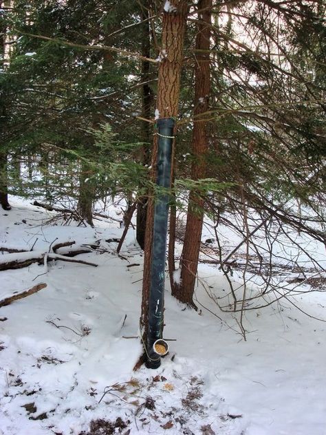 Best Ideas For Homemade Deer Feeder | Easy To Make - Susie Harris Deer Corn Feeder, Pvc Deer Feeder, Diy Deer Feeder, Deer Feeder Plans, Gravity Deer Feeders, Deer Corn, Pallet Walkway, Deer Feed, Gravity Feeder