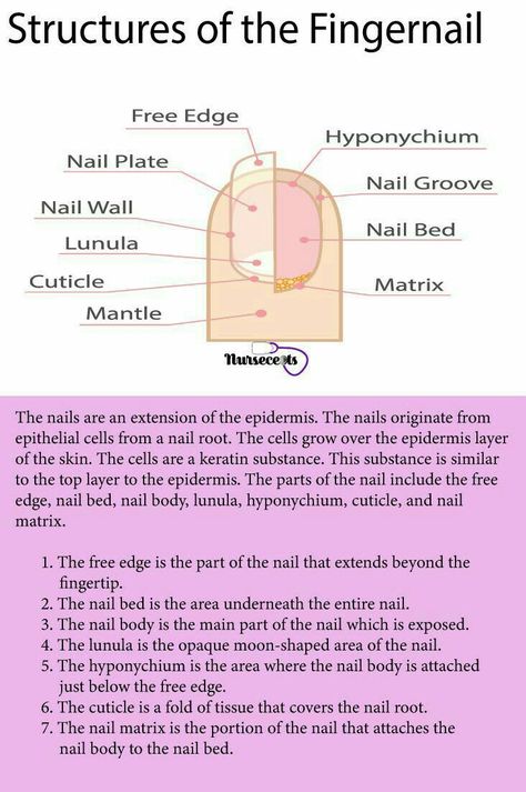 Nail Tech Study Notes, Cosmetology School Activities, Nails Theory, Cosmetology Notes, Cosmetology State Board, Nail Structure, The Integumentary System, Nail Tech Tips, Nail Anatomy