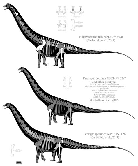 Patagotitan mayorum skeletal reconstructions by SpinoInWonderland Dino Anatomy, Types Of Dinosaurs, Dinosaur Drawing, Dinosaur Skeleton, Ancient Animals, Paleo Art, Extinct Animals, Dinosaur Fossils, Dinosaur Art