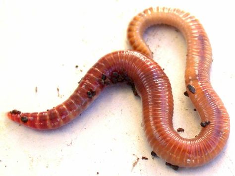 Earthworm Red Worms, Dark Triad, Worm Composting, Earthworms, Spiritual Meaning, Personality Disorder, Robotics, Narcissism, Drones