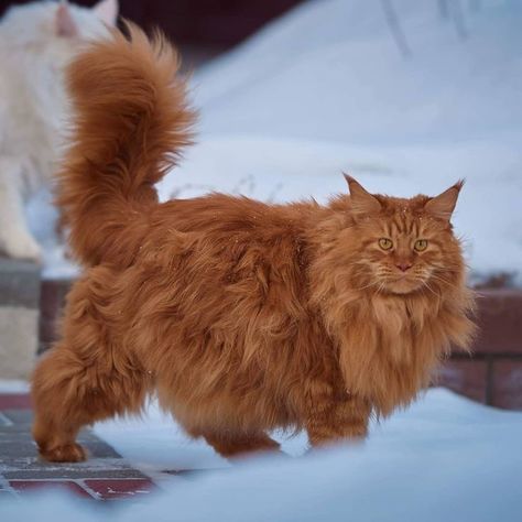 Red Siberian Cat, Orange Norwegian Forest Cat, Red Cats, Warrior Cats Oc, Fluffy Cats, Cream Cat, Cat References, Himalayan Cat, Dream's Cat