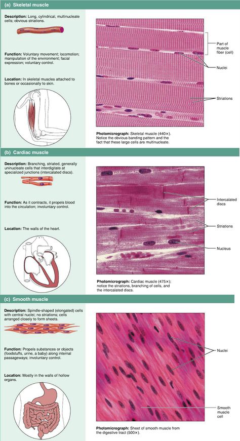 Muscle tissues - skeletal, cardiac, smooth Smooth Muscle Histology, Muscle Tissue Notes, Muscle Tissue Anatomy, Cardiac Muscle Tissue, Tissues Anatomy, Types Of Muscle Tissue, Skeletal Muscle Tissue, Muscle Physiology, Anatomi Dan Fisiologi