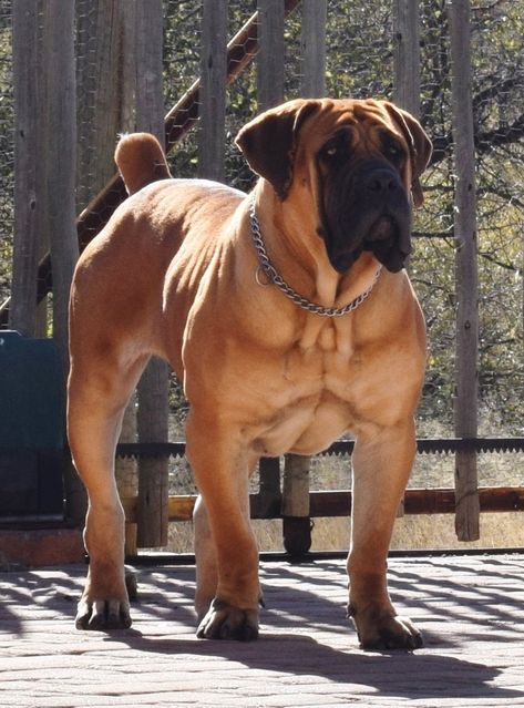 BJL DANJA Borebole Dog, Boerboel Mastiff, Crescent Dogs, Alabai Dog, Bull Mastiff Dogs, African Boerboel, Big Dog Breeds, Corso Dog, Bulldog Breeds