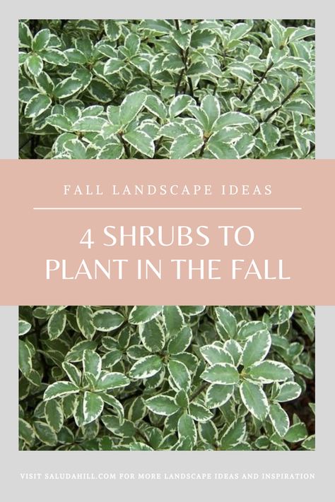 Fall Front Landscaping Ideas, Plants For All Seasons, Fall Landscaping Front Yard Texas, Front Yard Flowerbed Ideas, Fall Landscape Front Yard Garden Ideas, Plants For Fall Garden, Front Yard Landscaping Shrubs, Front Of House Fall Landscape Ideas, Fall Front Flower Bed Ideas