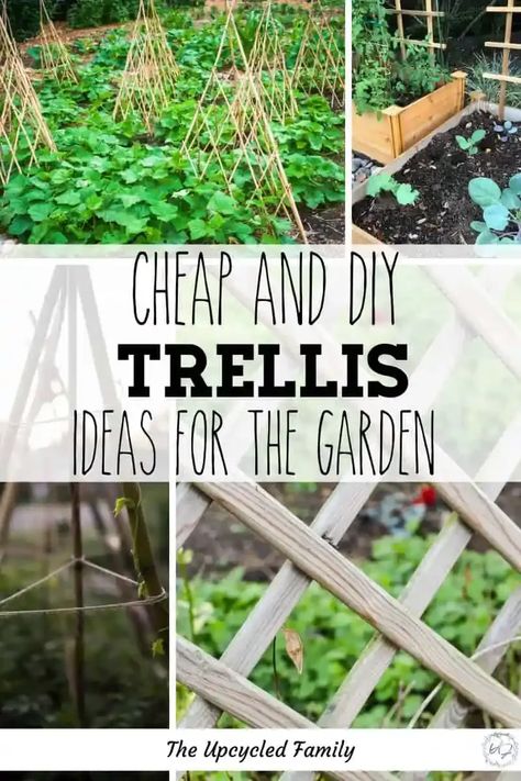 Garden trellis allows you to grow up instead of out, helping you grow more in a limited space. No need to spend a ton on buying a bunch of trellis or plant supports, when you can build or DIY your own for much less money. #gardentrellis #diy #ideas #cheap #arch #vegetable #metal #hoop #theupcycledfamily Diy Pea Trellis, Pea Trellis Ideas, Snap Pea Trellis, Cheap Trellis, Make Raised Garden Beds, Homemade Trellis, Garden Art From Junk, Outdoor Trellis Ideas, Pumpkin Trellis