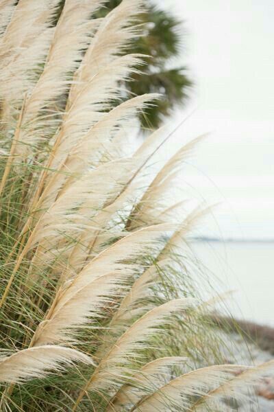 Grass Aesthetic, Beach House Colors, Summer Beach House, Beach Grass, Ocean Girl, Rainbow Beach, Green Beach, Clear Blue Water, Green Pasture