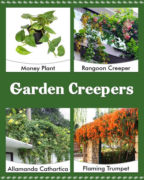 Creeper Plants Outdoor, Plants For Balcony, Creeper Plants, Creepers Plants, Balcony Gardens, Gutter Garden, Apartment Balcony Garden, Balcony Plants, Garden Idea