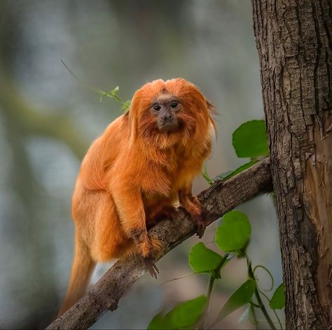 Name: Golden Lion Tamarin (Leontopithecus rosalia); Range: Southeastern Brazil; Status: Endangered Tamarin Monkeys, Monkey Species, Golden Lion Tamarin, Tropical Forests, Golden Lions, Great Ape, Tropical Forest, Baboon, Nature Wildlife