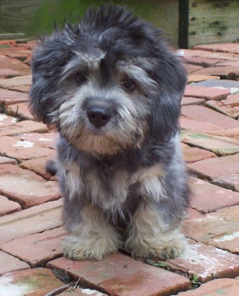 110+ Best Dandie Dinmont Terrier Dog Names Dandie Dinmont Terrier, Every Dog Breed, Terrier Breeds, Purebred Dogs, Terrier Puppies, Adorable Dogs, Terrier Puppy, Bull Terrier Dog, Tiny Dogs