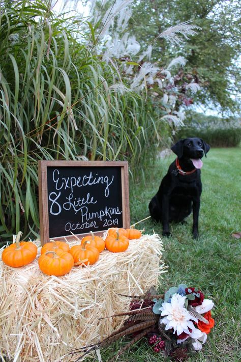 Pregnancy Announcement Ideas With Dog, Pregnancy Announcements With Dogs, Dog Maternity Photos Puppies, Dog Pregnancy Announcement Puppies, Pregnant Dog Maternity Shoot, Puppy Announcement, Pregnancy Facts, Pregnancy Announcement Pictures, Dog Pregnancy Announcement