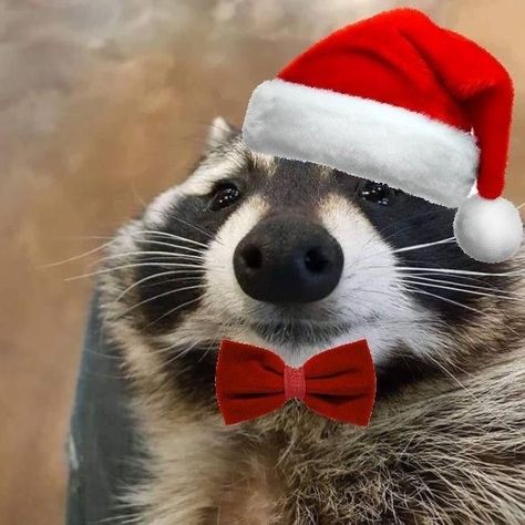 Christmas Raccoon Pfp, Funny Christmas Animals, Merry Christmas Funny Pictures, Christmas Reaction Pics, Thanksgiving Raccoon, Christmas Pfp Funny, Funny Christmas Pfp, Thanksgiving Pfp, Cute Christmas Pfp