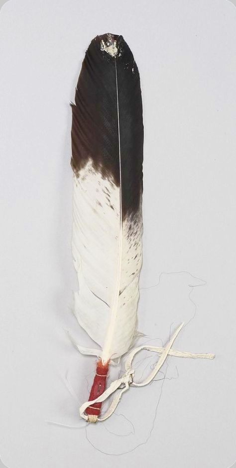 Eagle Feather Drawing, Feather Display Ideas, Native Feathers, Eagle Feather Tattoos, Smudging Feathers, Bear Claw Necklace, Native American Moccasins, Horse Skull, Native American Feathers