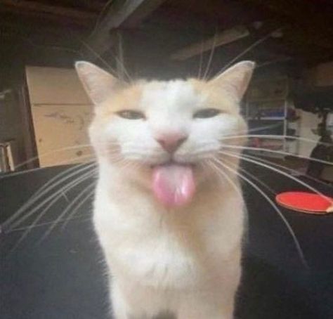 white cat with ginger ears sticking it's tongue out. White