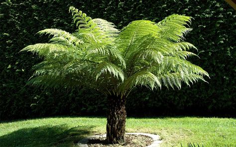 Dicksonia Antarctica, Small Trees For Garden, Ferns Garden, Tropical Garden Design, Tree Fern, Best Plants, Small Garden Design, Tropical Landscaping, Exotic Plants