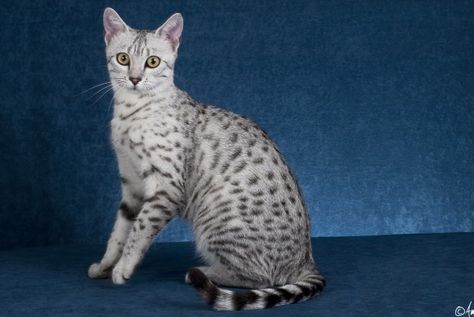 Egyptian Mau  naturally spotted, from the Egyptian times, very fast, great family pets and they chortle. I want one :) White Bengal Cat, Snow Bengal, Bengal Cat Kitten, Domestic Cat Breeds, Egyptian Mau, Spotted Cat, Bengal Kitten, Rare Cats, Cute Cat Breeds