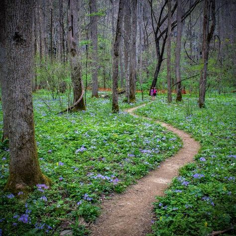 Townsend Tennessee, The Smokey Mountains, Smokey Mountains National Park, River Time, Tennessee Nashville, Carolina Mountains, Spring Wildflowers, Cades Cove, River Trail