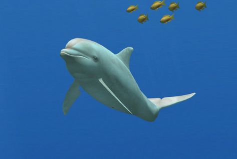 See Dolphin Partners The bottlenose dolphin partner, an Albino bottlenose dolphin, is the third befriendable partner in Endless Ocean: Blue World, encountered during the Be the Best Trainer quest. "This is the white bottlenose dolphin that you befriended in Ciceros Strait. Although it has poor eyesight, it can sense metal and has a gift for finding coins." This dolphin looks just like a regular bottlenose dolphin, albeit entirely white in coloration. "Can you hear me? It's Jean-Eric. I see a ... White Dolphin, Endless Ocean, Parts Of The Eye, Blue World, Bottlenose Dolphin, Tiger Shark, Aquatic Life, Player One, Ocean Blue