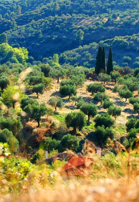 Olive tree orchard on Greek hillside. Hillside filled with olive trees located i , #AD, #Hillside, #hillside, #olive, #filled, #tree #ad Tree Orchard, Olive Orchard, Hills And Valleys, Olive Trees, Olive Tree, Future Plans, The Hills, The Landscape, Greece