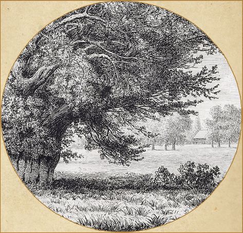 Jacob George Strutt "Sylva Britannica - Yew Tree at Ankerw… | Flickr Yew Tree, Vegetable Painting, English Landscape, Charcoal Art, Forest Trees, Landscape Drawings, Black And White Illustration, Gods And Goddesses, Ink Drawing