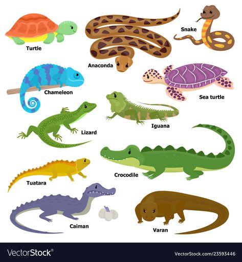 Reptile animal reptilian character lizard Vector Image Reptilian Character, Apple Life Cycle Craft, Pictures Of Reptiles, Apple Life Cycle, Life Cycle Craft, Pet Illustration, Cute Reptiles, Reptiles Pet, Reptiles And Amphibians