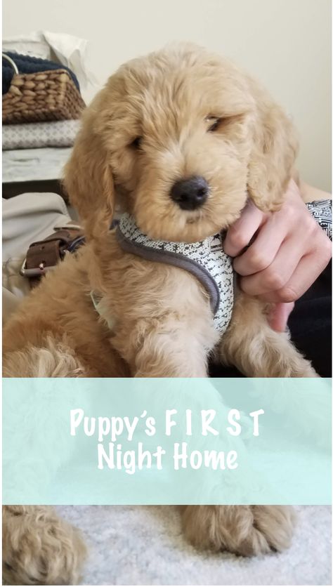 Bringing Home Puppy, First Night With Puppy, Mini Goldendoodle Puppies, Puppy Time, Easiest Dogs To Train, Puppy Training Tips, Goldendoodle Puppy, Puppy Care, Puppy Breeds