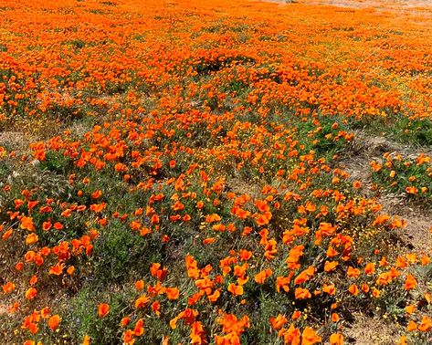 Orange Bg Aesthetic, Orange Flowers Aesthetic, Flower Field Aesthetic Vintage, Flower Field Photography, Poppy Field Aesthetic, Poppy Flower Field, Orange Flower Field, Orange Field, Clingy Duo